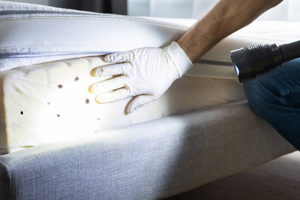 Reliable Olean, NY Pest Control Solutions