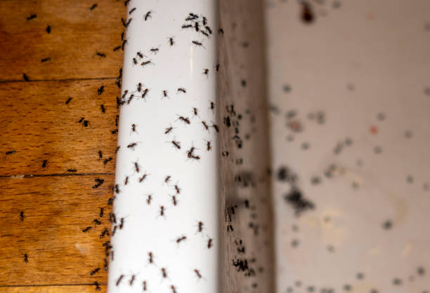 Pest Control Cost in Olean, NY