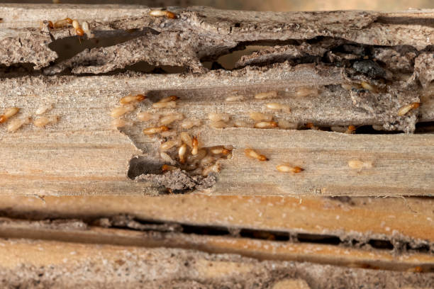 Best Pest Inspection Near Me  in Olean, NY